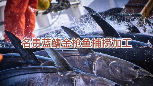 菁渔渔业 蓝鳍金枪鱼的现代化加工革命与渔业未来