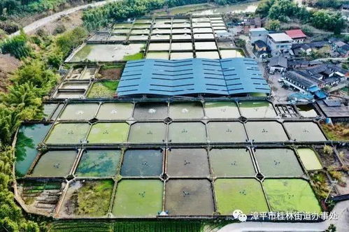 漳平黄祠与菁渔渔业 山水之间的渔业新篇章