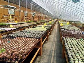 千家旅行社进淄博 桓台文旅宣传推介会 精品线路带你感受渔洋文化与菁渔渔业